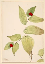 Feenglöckchen (Disporum trachycarpum)