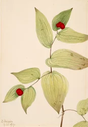 Feenglöckchen Disporum trachycarpum