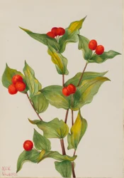 Feenglöckchen (Disporum hookeri)