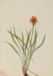 Falscher Löwenzahn Agoseris aurantiaca, 1921