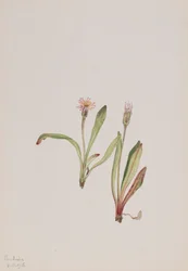 Falscher Löwenzahn Agoseris carnea, 1918