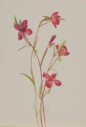 Abschied vom Frühling (Godetia amoena lilja)