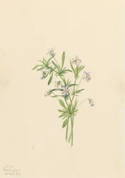 Feldveilchen Viola rafinesquii, 1919