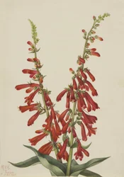 Feuer-Penstemon (Pentstemon eatonii)