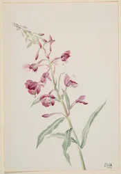 Schmalblättriges Weidenröschen (Epilobium angustifolium)