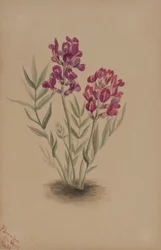 Blumen von der Mesa