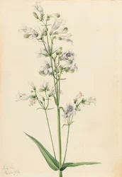 Fingerhut-Penstemon (Penstemon digitalis), 1919