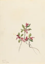 Fransige Polygala (Polygala paucifolia)