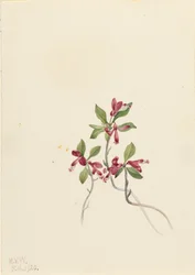 Fransige Polygala Polygala paucifolia, 1920