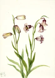 Schachbrettblume Fritillaria biflora, 1935