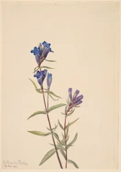 Enzian (Gentiana affinis)