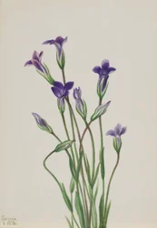 Enzian (Gentiana holopetala)