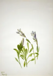 Enzian Gentiana newberri