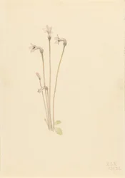 Geisterpflanze (Thalesia uniflora)