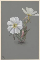 Riesen-Stendelwurz Epipactis gigantea