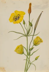 Goldschalen-Mariposa (Calochortus claratus)