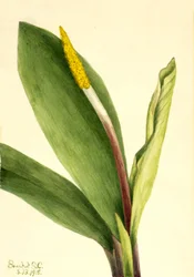Goldkolben Orontium aquaticum, 1918