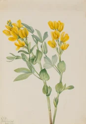Goldener Hülse Thermopsis rhombifolia, 1923