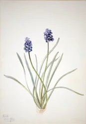 Traubenhyazinthe (Muscari racemosum)