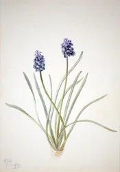 Traubenhyazinthe Muscari racemosum, 1920