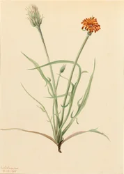 Grasblättrige Agoseris Agoseris graminifolia