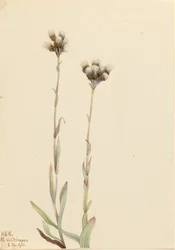 Graue Katzenpfötchen (Antennaria howellii)