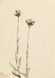 Graue Katzenpfötchen Antennaria howellii, 1921