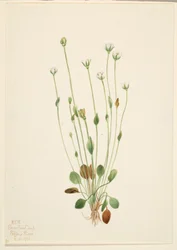Graues Greiskraut (Senecio canus)