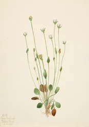Graues Greiskraut Senecio canus, 1920