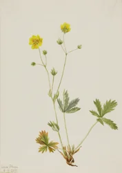 Graublatt-Fingerkraut (Potentilla glaucophylla)