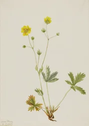 Graublättriger Fingerkraut Potentilla glaucophylla, 1905