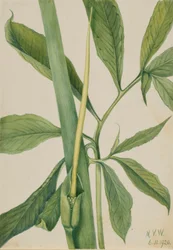 Grüner Drachenwurz (Arisaema dracontium)