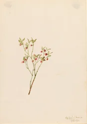 Grouse Whortleberry Vaccinum scoparium, 1916
