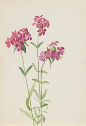 Behaarte Phlox (Phlox amoena)