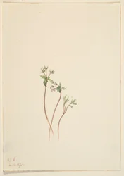 Frühlingsbote (Erigenia bulbosa)