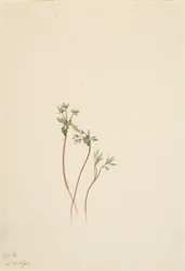Frühlingsbote Erigenia bulbosa
