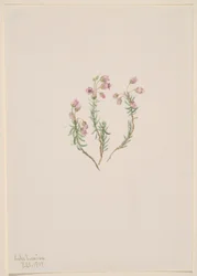 Heidekraut (Phyllodoce intermedia)