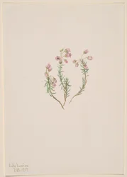 Heidekraut Phyllodoce intermedia