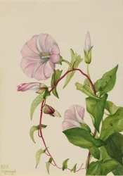Zaunwinde (Calystegia (Convolvulus) sepium)