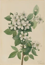 Hochbusch-Brombeere (Rubus argutus)