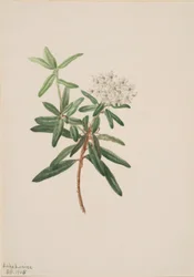 Labrador-Tee (Ledum groenlandicum)