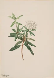 Labrador-Tee Ledum groenlandicum
