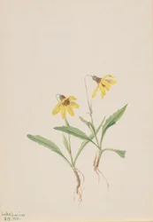 Lake Louise Arnica (Arnica louisiana)