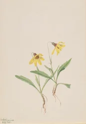Lake Louise Arnica, 1905