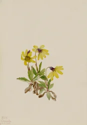 Lake Louise Arnica Arnica louisiana, 1922