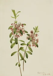 Lammgift (Kalmia angustifolia)