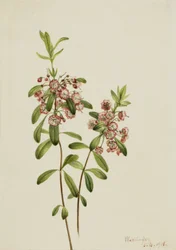 Lammgift Kalmia angustifolia