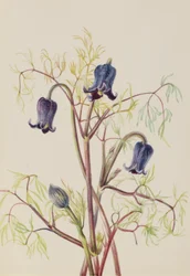 Lederblume (Clematis hirsutissima)
