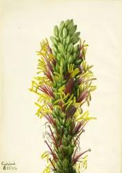 Lechuguilla Agava lechuguilla, 1934