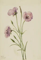 Flieder-Mariposa (Calochortus splendens)